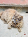 Persian Cat Female